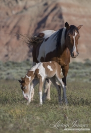 wild horse, mustang in McCullough Peaks, WY - pinto foal leans down to lick at grass next to pinto mare