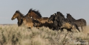 Wild Horses, McCullough Peaks Herd Area, Cody, WY, band of horses runs