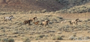 wild horse, mustang in McCullough Peaks, WY - grey stallion's band trots by