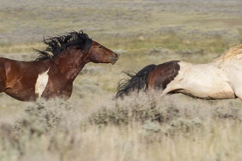 Wild Horses 2012