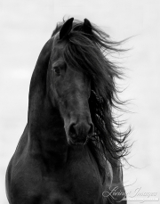 Ojai, CA, purebred horse, black Friesian stallion trotting on hillside
