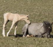 Pryor Mountains, Montana, wild horses, palomino colt nuzzling sleeping mare