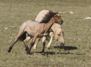 Pryor Mountains, Montana, wild horses, palomino stallion drives yearling filly