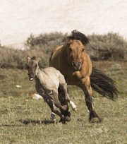 Pryor Mountains, Montana, wild horses, dun stallion drives grulla foal away