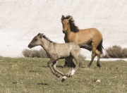 Pryor Mountains, Montana, wild horses, foal running while yearling looks on