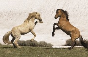 Pryor Mountains, Montana, wild horses, palomino and red dun stallions rearing
