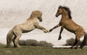 Pryor Mountains, Montana, wild horses, palomino stallion and red dun stallion rearing