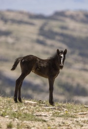 Pryor Mountains, Montana, wild horses, foal standing