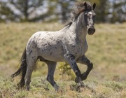 Pryor Mountains, Montana, wild horses, blue roan stallion runs
