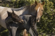 Pryor Mountains, Montana, wild horses, mare and foal