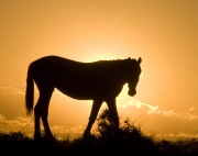 Pryor Mountains, Montana, wild horses, yearling silhouette at sunrise