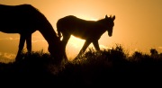 Pryor Mountains, Montana, wild horses, mare and foal silhouettes at sunrise