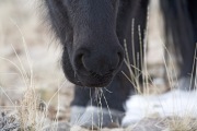 wild horse, mustang, black mare muzzle eating in winter in Pryor Mountains, MT