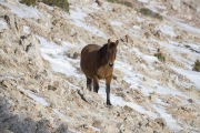 wild horse, mustang, bay stallion in Pryor Mountains, MT in winter