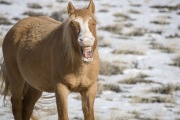 wild horse, mustang, young sorrel stallion yawning in winter in Pryor Mountains, MT