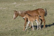 Sorrel mare and chestnut filly in Pryor Mountains, Montana