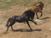 Pryor Mountains, Montana, wild horses, black and red dun stallions posturing