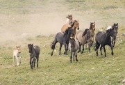 Pryor Mountains, Montana, wild horses, band runs to water