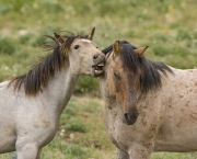 Pryor Mountains, Montana, wild horses, yearling colt chews on bachelor stallion