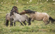 Pryor Mountains, Montana, wild horses, red roan abchelor stallion biting grulla bachelor stallion