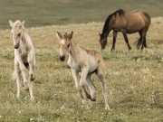 Pryor Mountains, Montana, wild horses, dun filly and palomino colt play