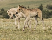 Pryor Mountains, Montana, wild horses, palomino colt and dun filly play