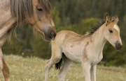 Pryor Mountains, Montana, wild horses, mare and filly