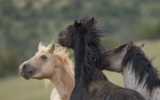 Pryor Mountains, Montana, wild horses, palomino band stallion plays with bachelor stallions
