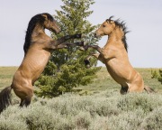 Pryor Mountains, Montana, wild horses, red dun and bay stallions rear