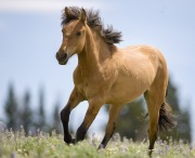 Pryor Mountains, Montana, wild horses, red dun yearling filly runs