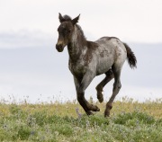Pryor Mountains, Montana, wild horses, dark colt running