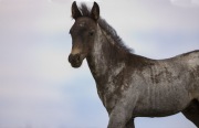 Pryor Mountains, Montana, wild horses, dark colt walking