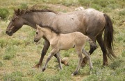 Pryor Mountains, Montana, wild horses, red roan mare and dun filly walking