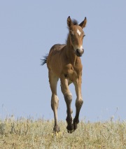Pryor Mountains, Montana, wild horses, bay foal runs