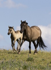 Pryor Mountains, Montana, wild horses, grulla mare trots and foal runs