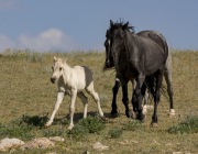 Pryor Mountains, Montana, wild horses, palomino colt and two mares run