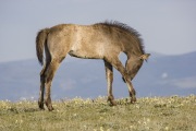 Pryor Mountains, Montana, wild horses, grulla filly scratching her leg