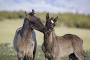 Pryor Mountains, Montana, wild horses, two colts playing