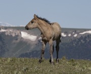 Wild Horses 2012