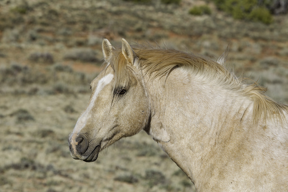 A wild horse in the Pryor Mountains of Montana