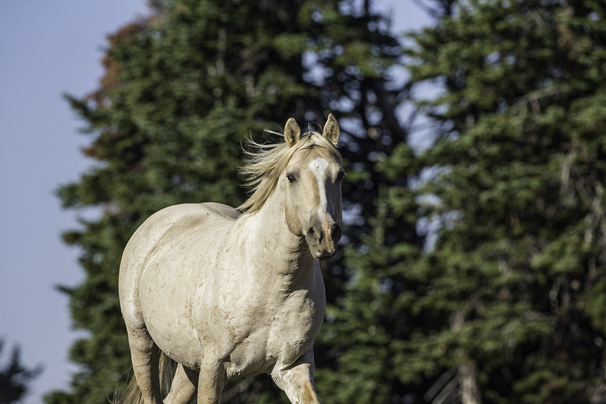 A wild horse in the Pryor Mountains of Montana