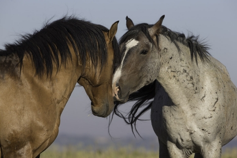A wild horse in the Pryor Mountains of Montana