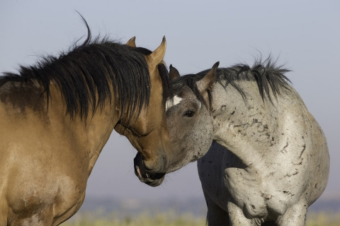A wild horse in the Pryor Mountains of Montana