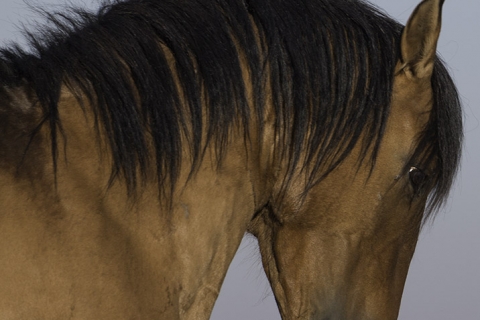 A wild horse in the Pryor Mountains of Montana