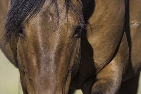 A wild horse in the Pryor Mountains of Montana