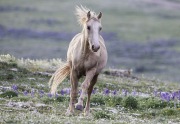 A two year old colt runs back to his family in the Pryor Mountains of Montana