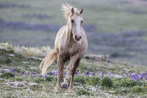 A two year old colt runs back to his family in the Pryor Mountains of Montana