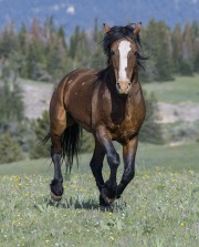 wild horse - Bay stallion, Pryor Mountains, MT