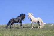 wild horses - two stallions greeting, Pryor Mountains, MT