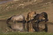 wild horses - grulla mare, dun mare, grulla foal, dark bay stallion at water, Pryor Mountains, MT